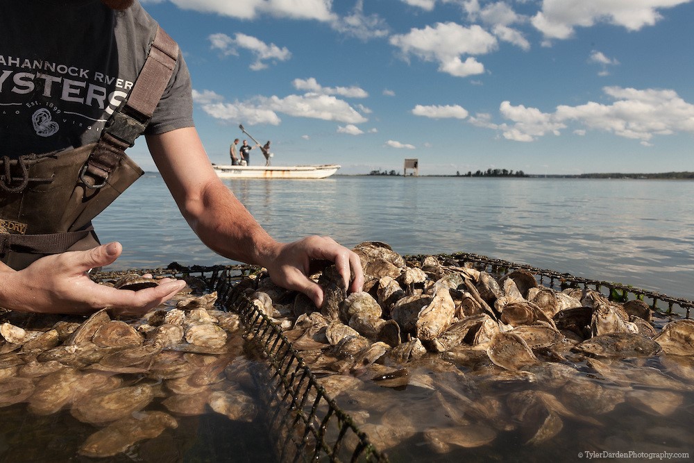 oyster-cage